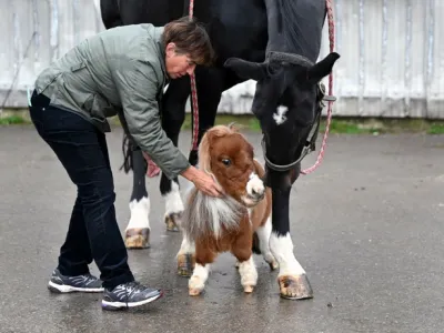 Мини-терапевт: самая маленькая лошадь в мире