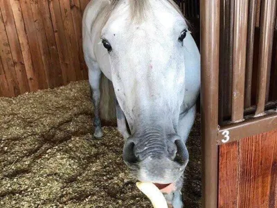 Бананы для лошади: вред или польза?