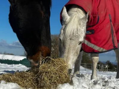 Зимний уход за лошадью: от кормления до гигиены