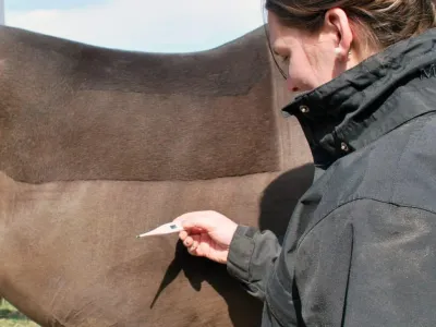 Когда причина не очевидна: бессимптомная лихорадка у лошадей