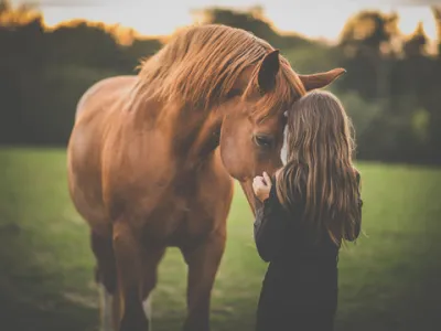 В балансе с собой: как эмоции всадника влияют на лошадь