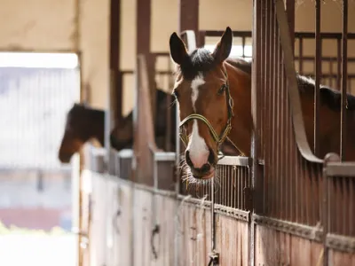 Инновационный метод переработки навоза