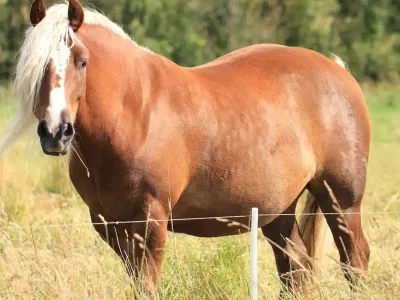 Лишний вес у лошади: как грамотно помочь ей похудеть