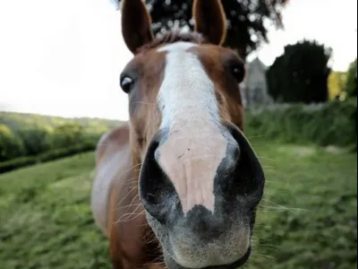 Секрет лошадиного ржания: уникальный механизм гортани