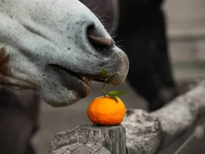 Витамин С для лошадей: польза или вред?