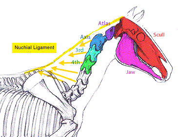 The locations of the bones of head and neck