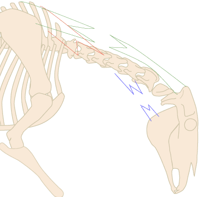 Forward-Down-Out