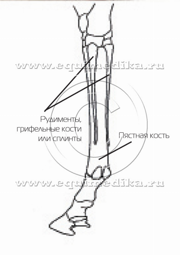 Рис.1 copy_new.jpg