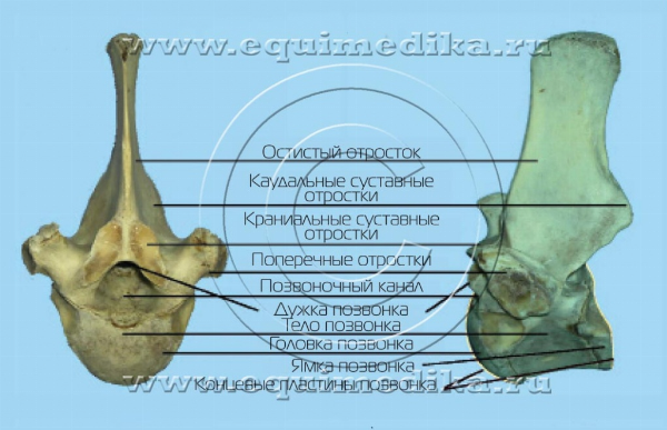 Рис. 1 Анатомия грудного позвонка