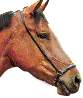 A drop noseband