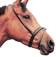 A flash noseband