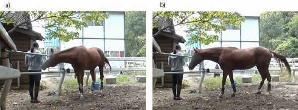 Figure 1. Horse making demands: The horse a) lightly pushes and b) looks at the caretaker standing outside the paddock. Food is hidden inside one of the two silver buckets behind them. When horses cannot obtain this food by themselves, they give humans visual and tactile signals.