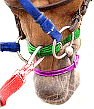 The Harbridge tie-down attached to the noseband