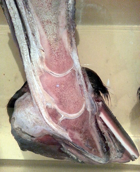 Laminitis foot