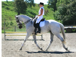 Waikato Equestrian Center