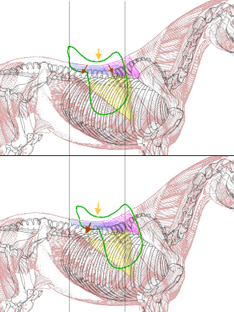 Don't place the saddle too far forward, on top of the shoulderblade