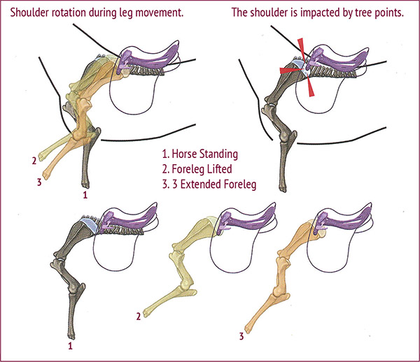 Shoulder-blade rotation and movement during different foreleg motion. It is obvious that a saddle with an incorrectly adjusted tree angle, incorrect tree width, or when its tree points are angled forward, as in this illustration, can cause potentially serious issues at the shoulder.