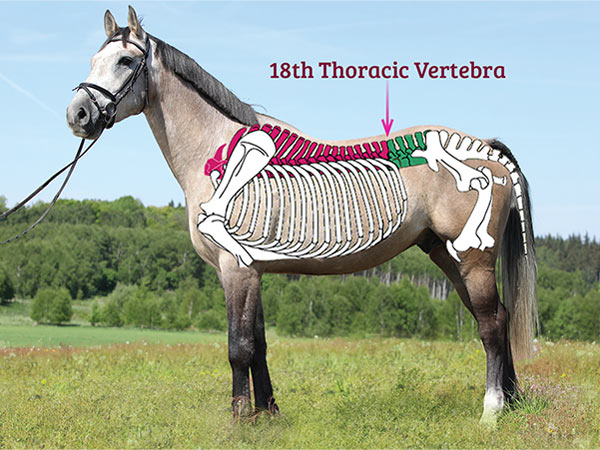 The saddle should sit in your horse’s saddle support area, with the tree points behind the shoulder, and no further back than the 18th thoracic vertebrae. 