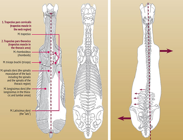 One of the most common reasons for the indication of a subluxation in the spine or SI joint is because the gullet plate (tree points) have not been fitted to accommodate the larger shoulder (left). This twists the saddle to the right, puts excess pressure on the back of the left panel and left side of the spine, which the horse tries to avoid by deviating to the right through the right shoulder.