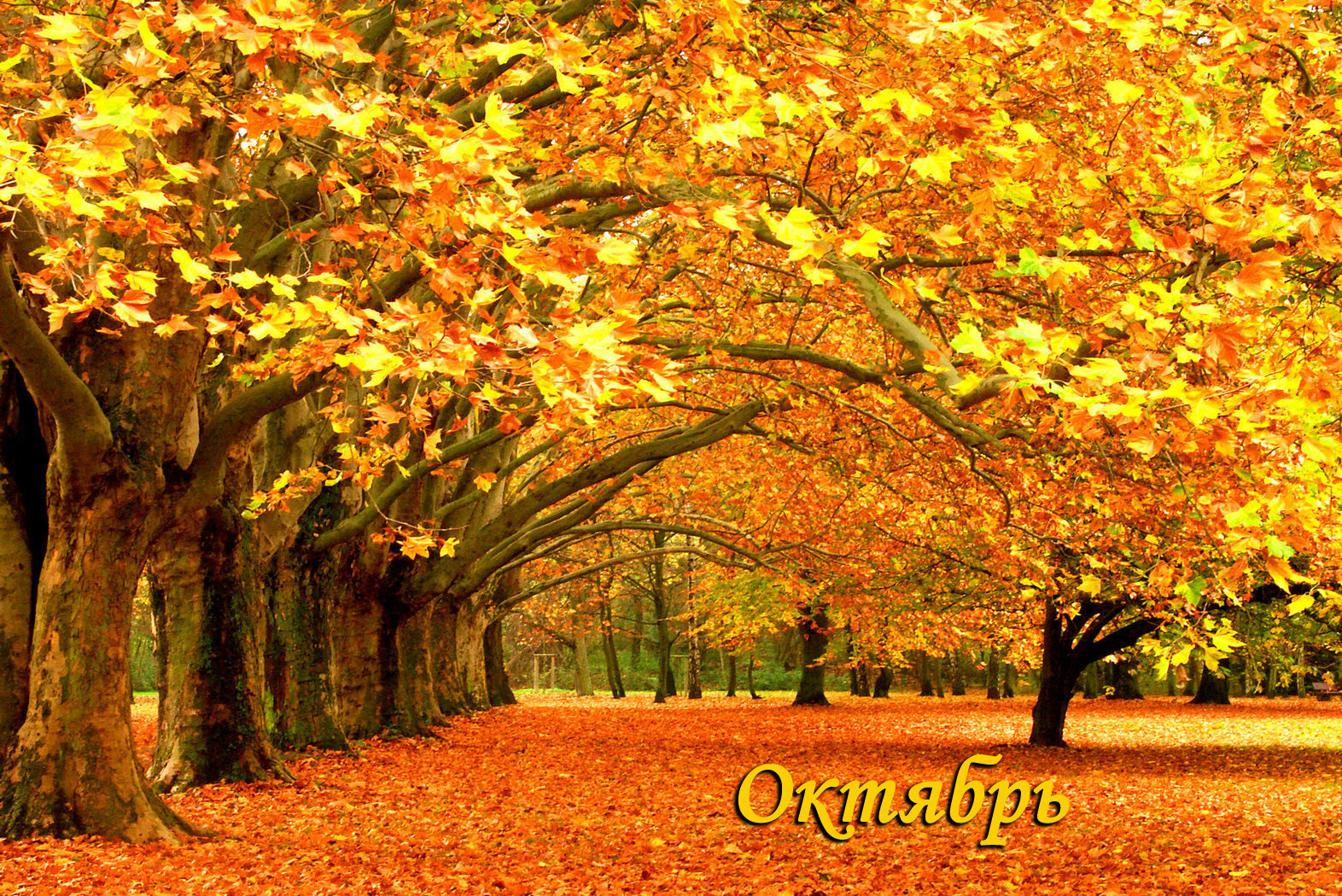 010 Октябрь.jpg 010 Октябрь.jpg