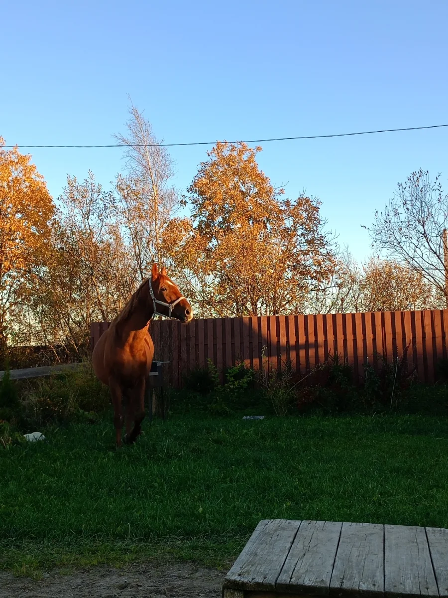 1000002168.webp