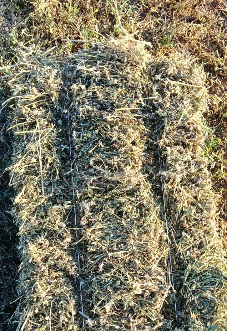 1000075315.jpg