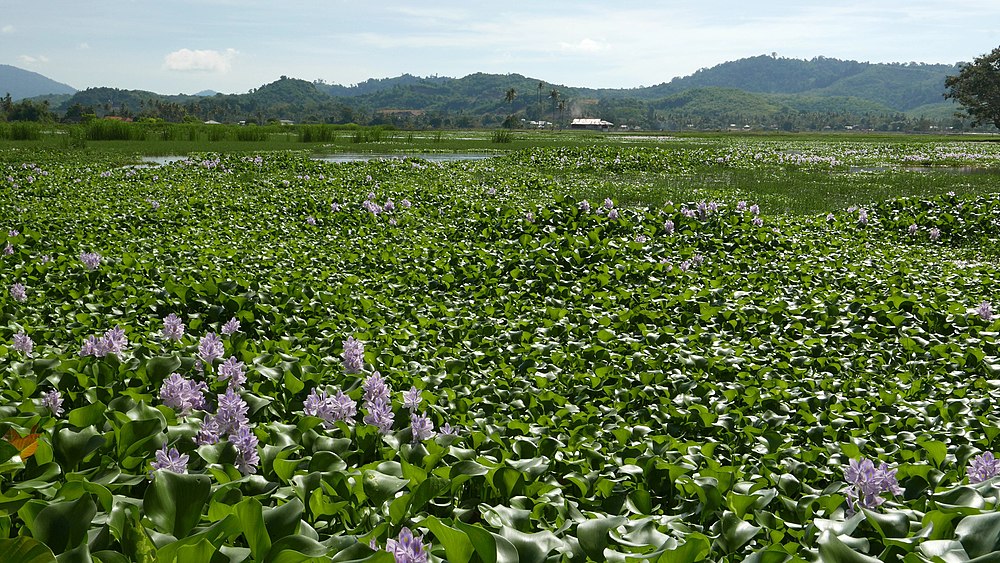 1000px-Eichhornia_crassipes_field_at_Langkawi.jpg