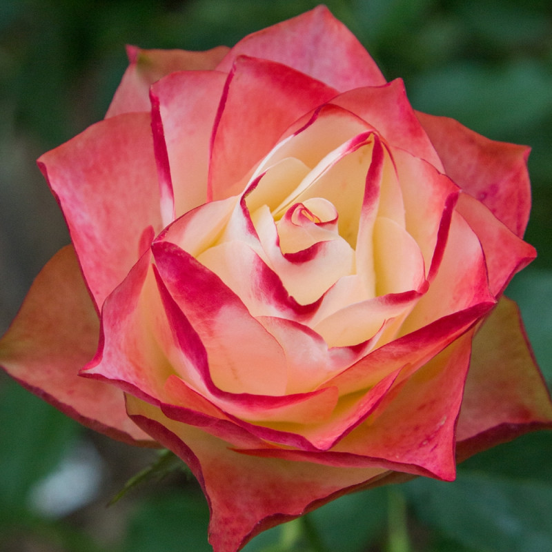 1189-2988i_rosier_origami_meimozahiq-t1000.jpg