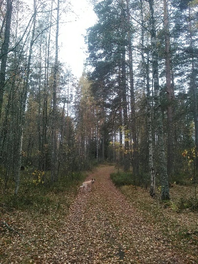 131_осень.jpg