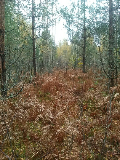 135_осень.jpg