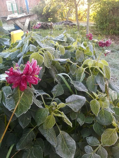 152_заморозок.jpg