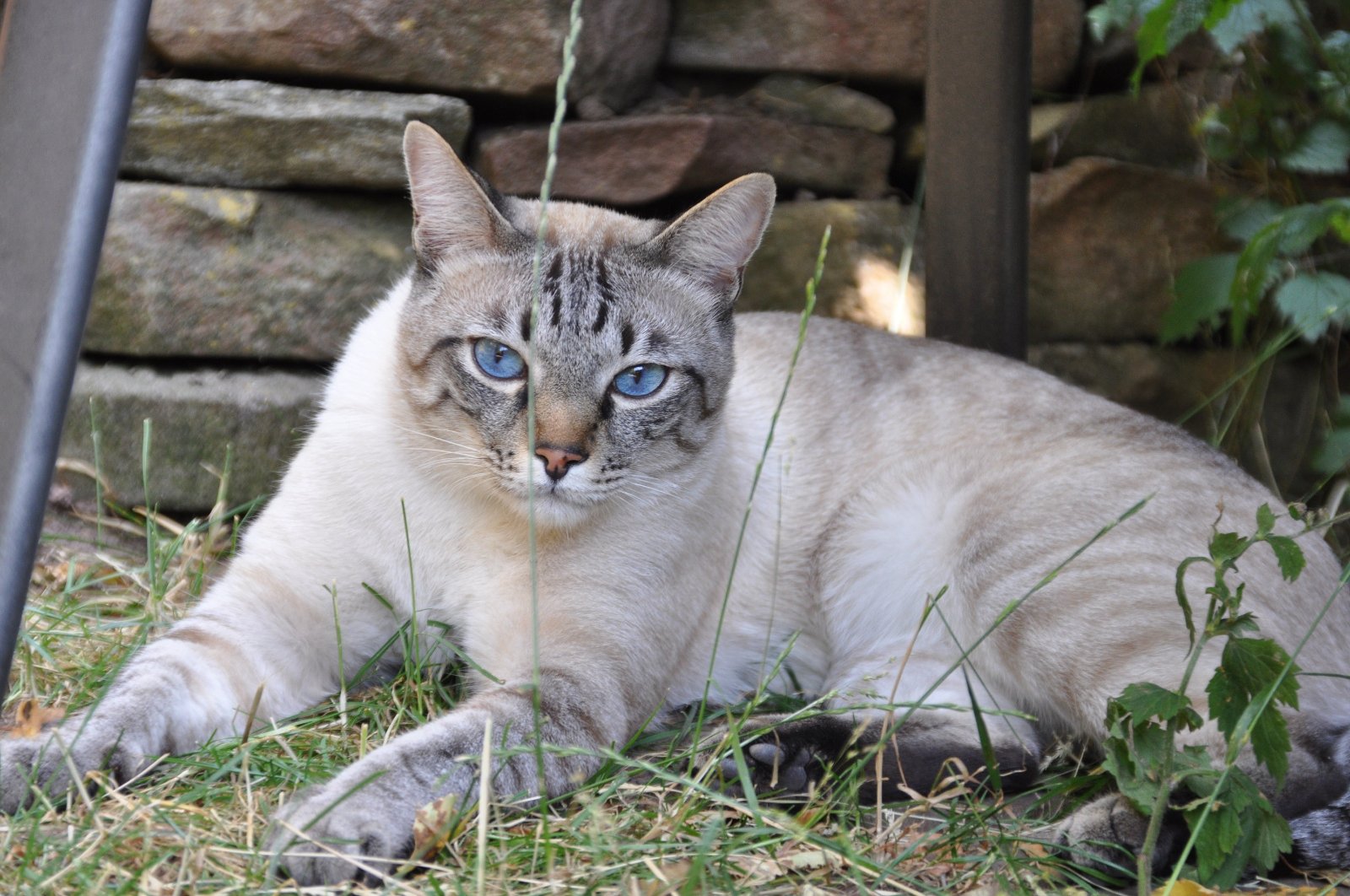 1639503189_10-koshka-top-p-okras-tabbi-point-u-taiskikh-koshek-10.jpg
