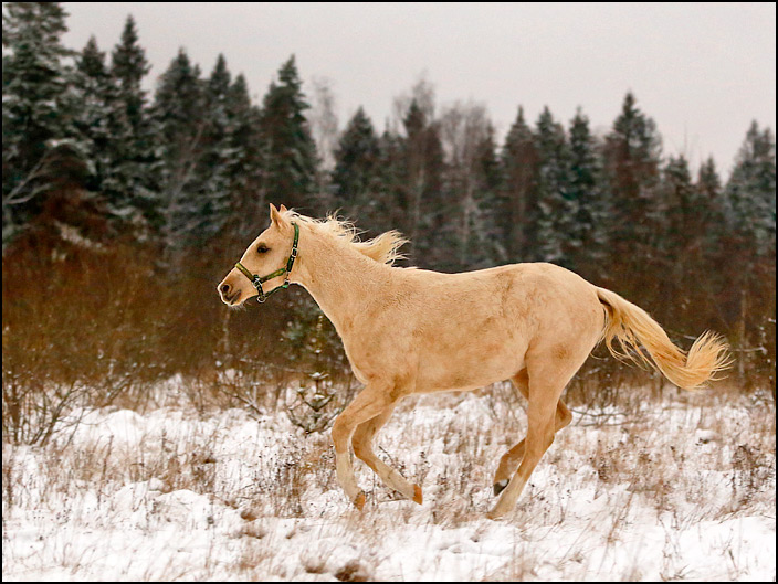 1640_galop.jpg