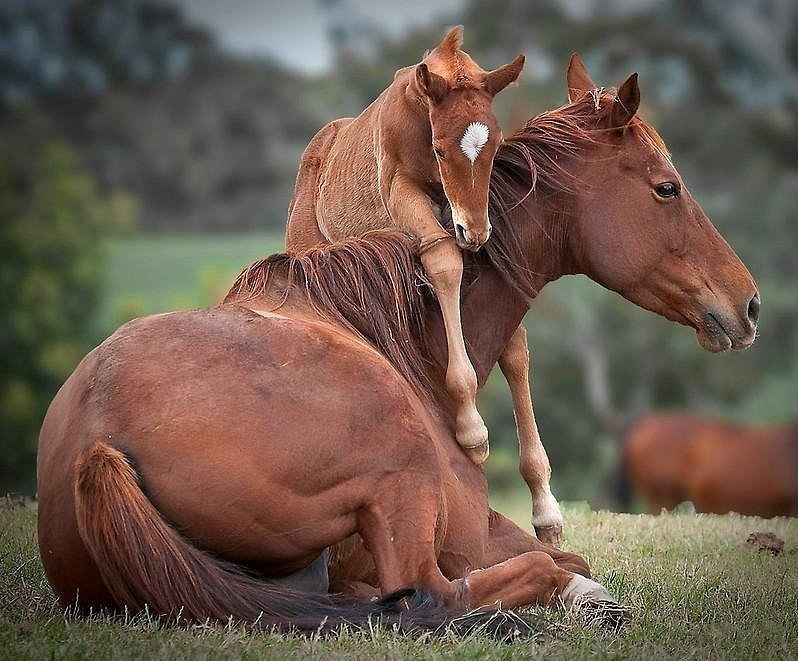 1722411_horses.jpg