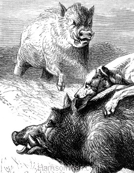 1878-CAA..Dogs-Hunting-the-Wild-Boar..Pg-206-Detail-2.jpg