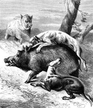 1878-CAA..Dogs-Hunting-the-Wild-Boar..Pg-206-FS.jpg