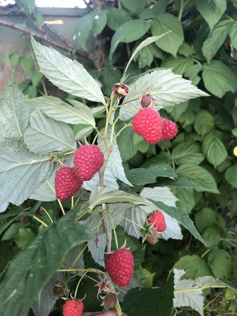 1B3D631D-CC78-49A0-979F-D50D091D80C6.jpeg