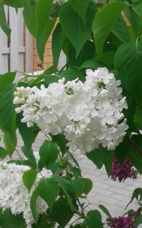 2017-06-10 11.26.09.jpg