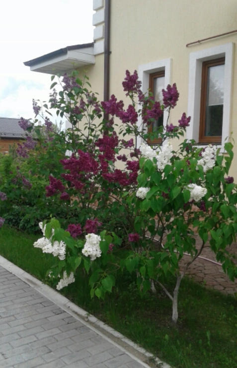 2017-06-10 11.26.57.jpg
