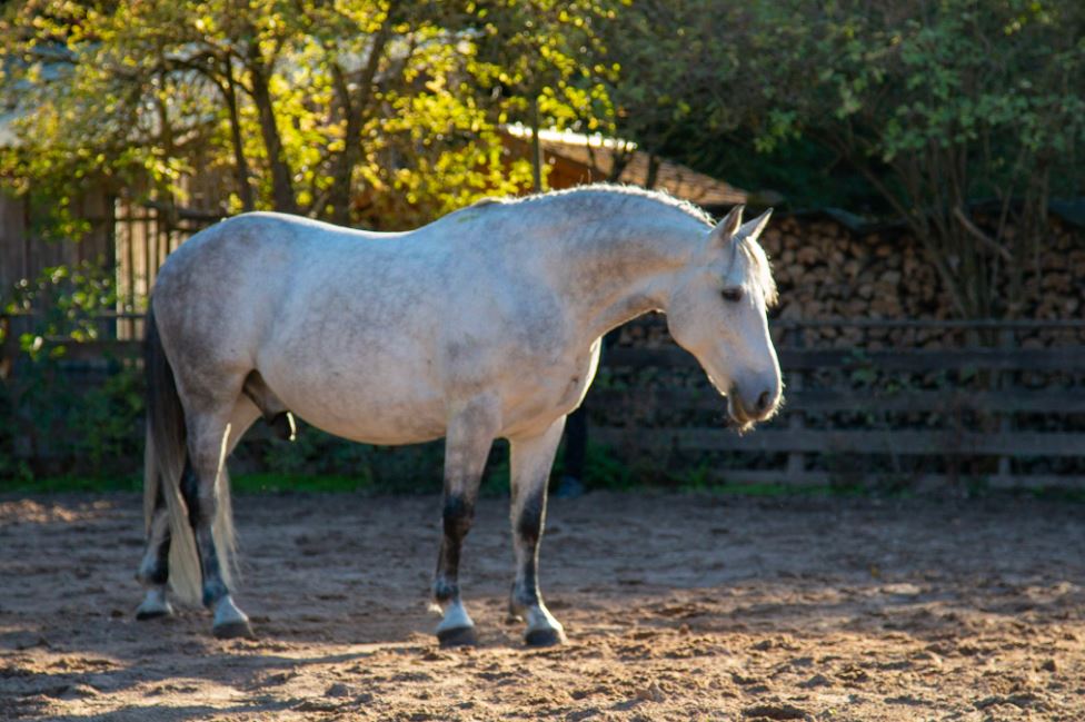 2018-10-07 19_41_40-Steigerwald Ranch.jpg