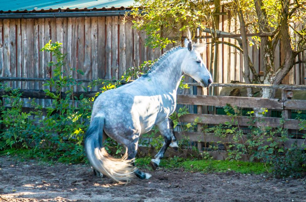 2018-10-07 19_43_26-Steigerwald Ranch.jpg