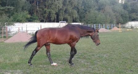 20180717_201046-1-1-1.jpg