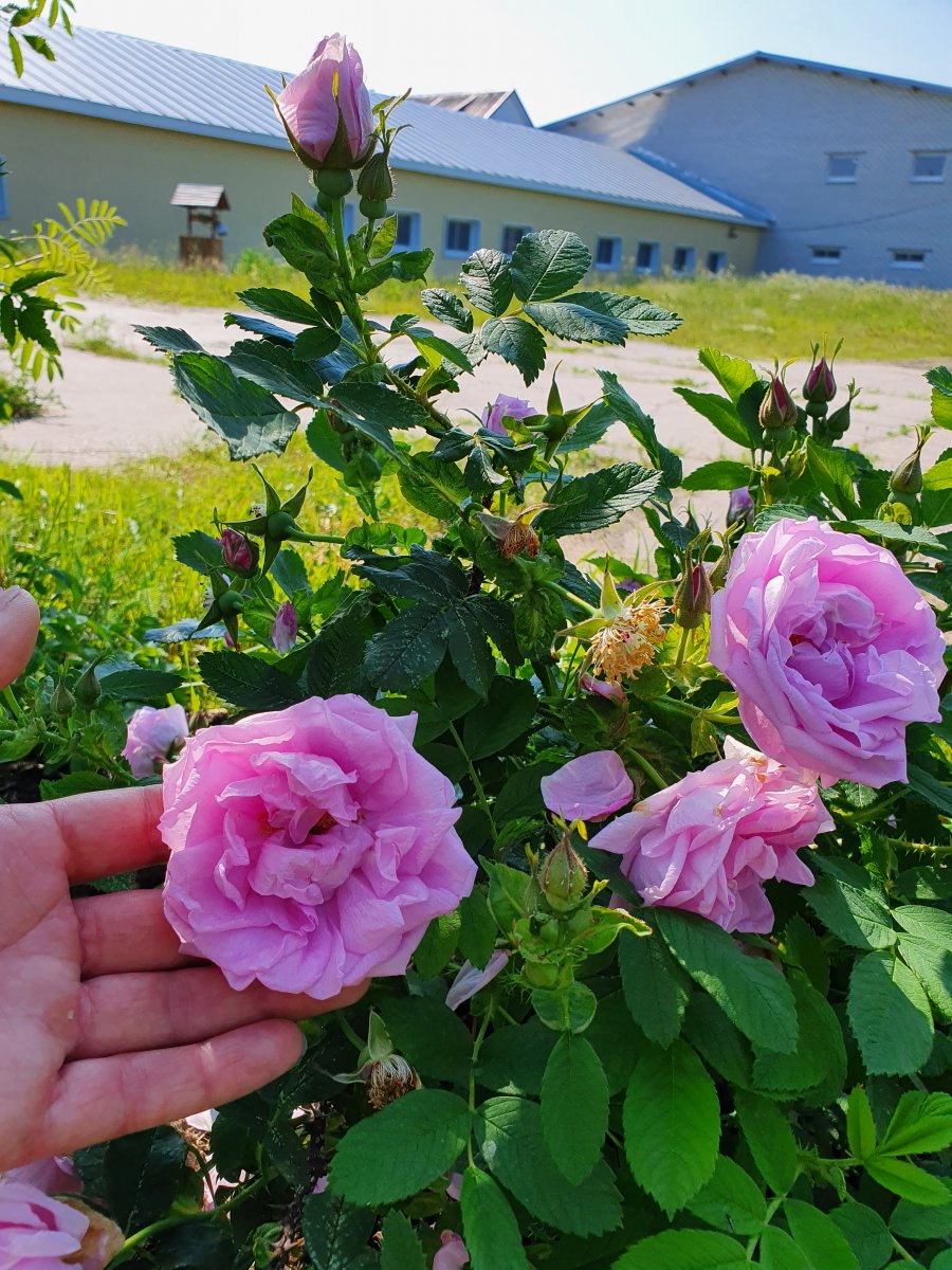 20200619_092016.jpg
