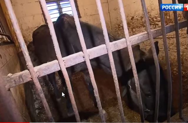 2021-11-29 14_49_11-Концлагерь для лошадей_ табун бросили среди многоэтажек - Россия 24 - YouT...jpg