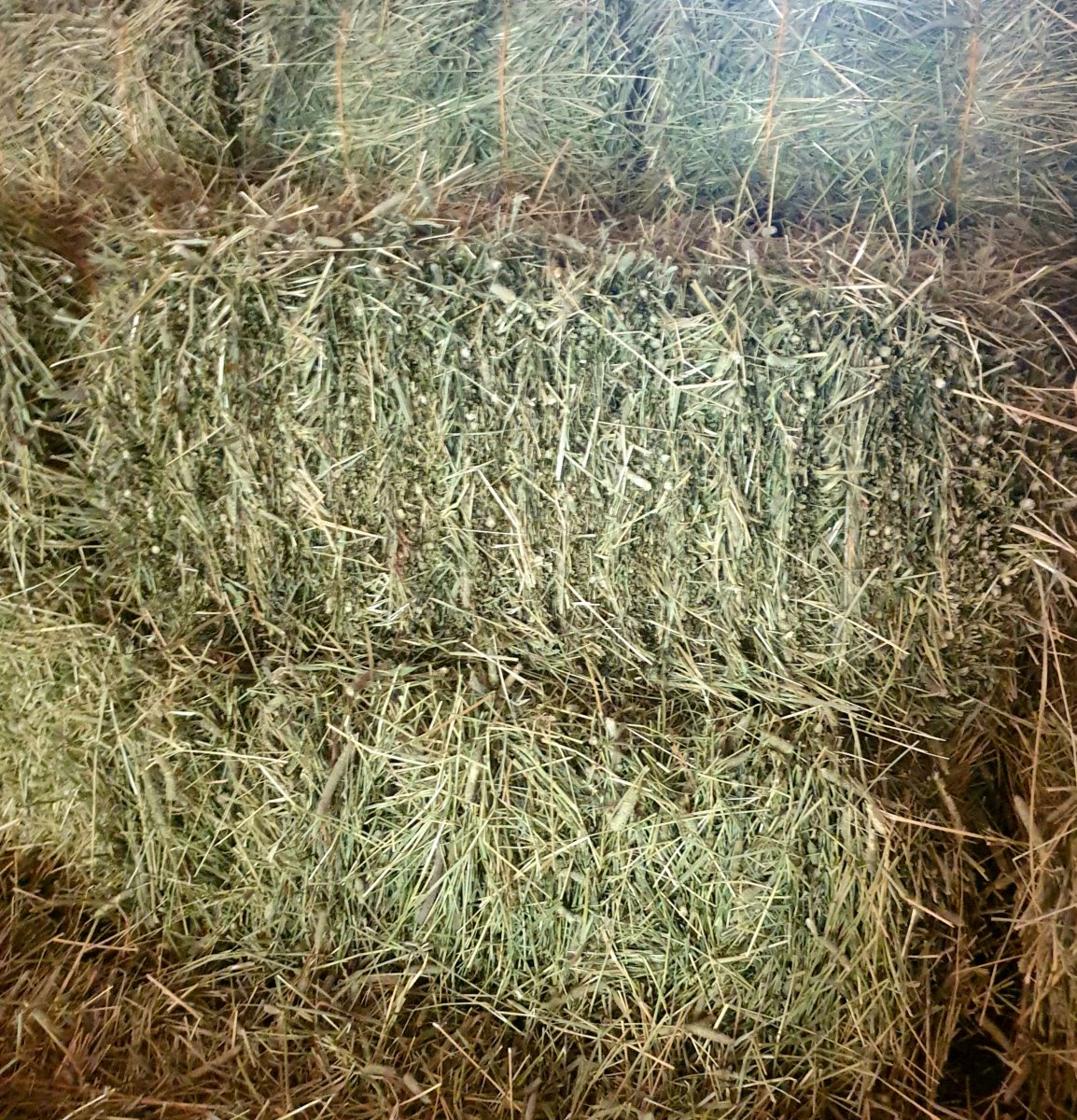 20240629_125021.jpg