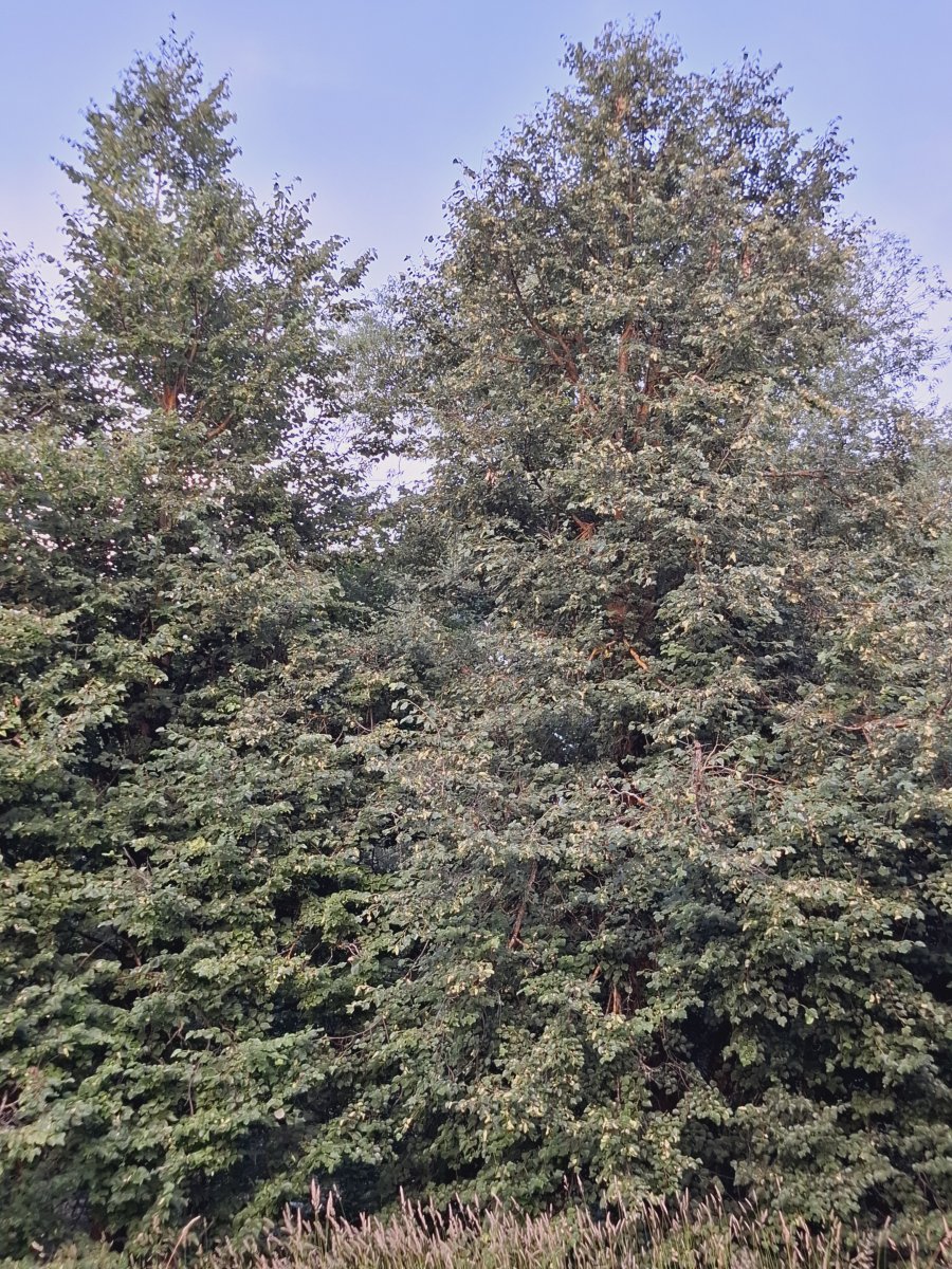20240629_193621.jpg