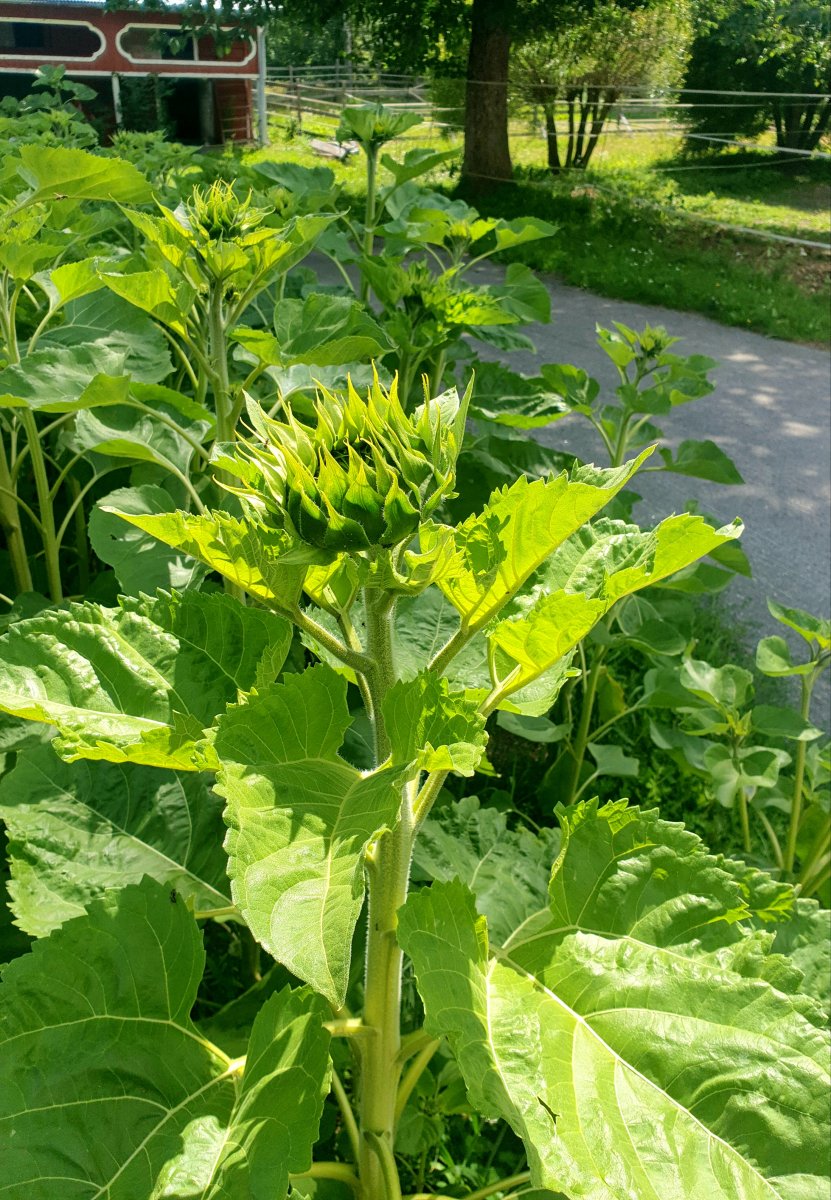 20240709_131759.jpg