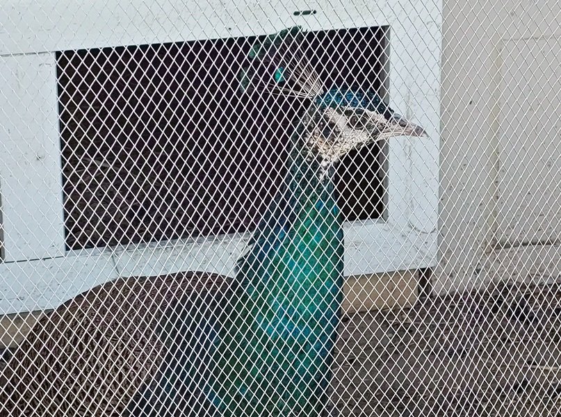20250414_174452.jpg