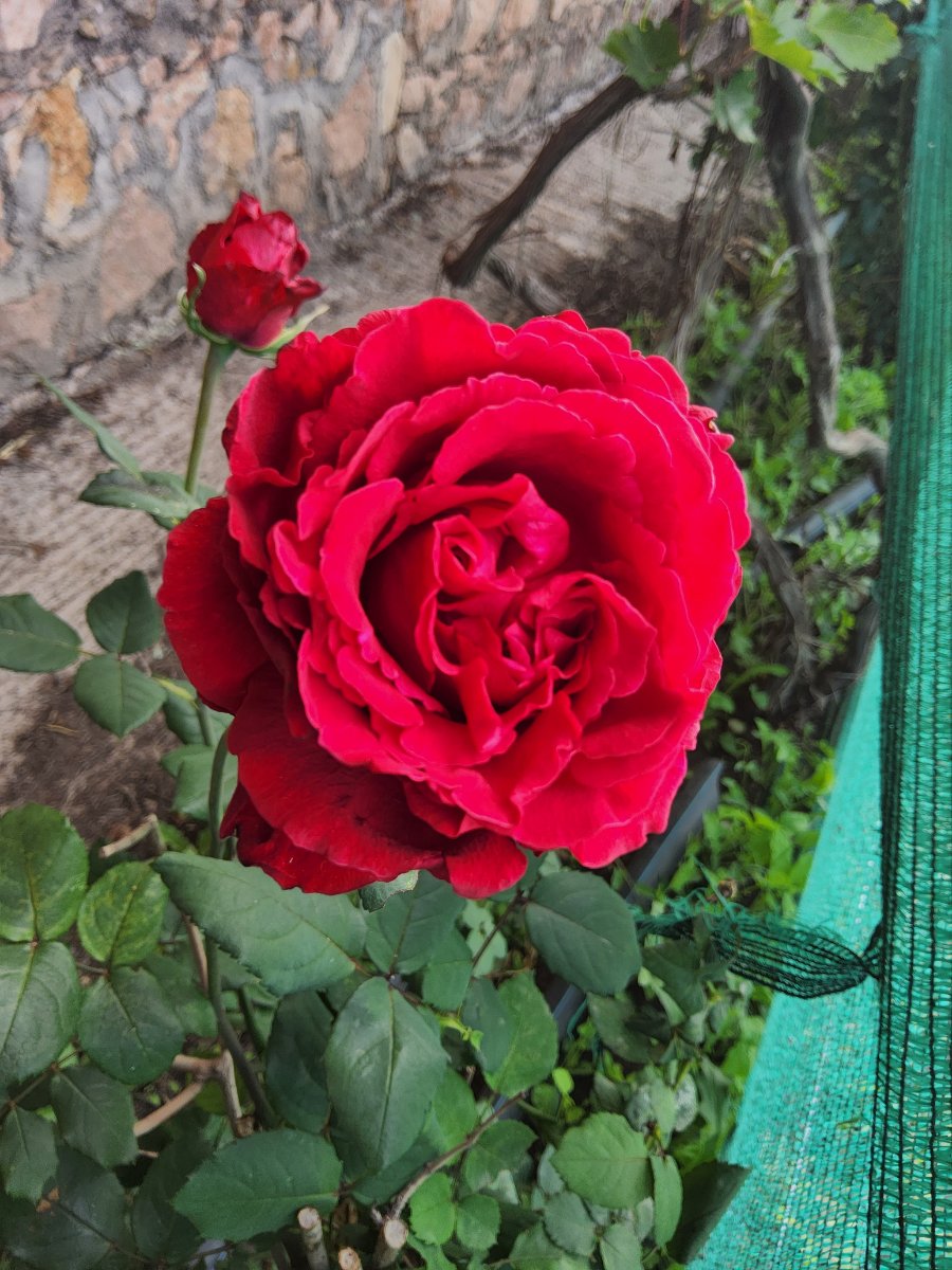20250418_084300.jpg