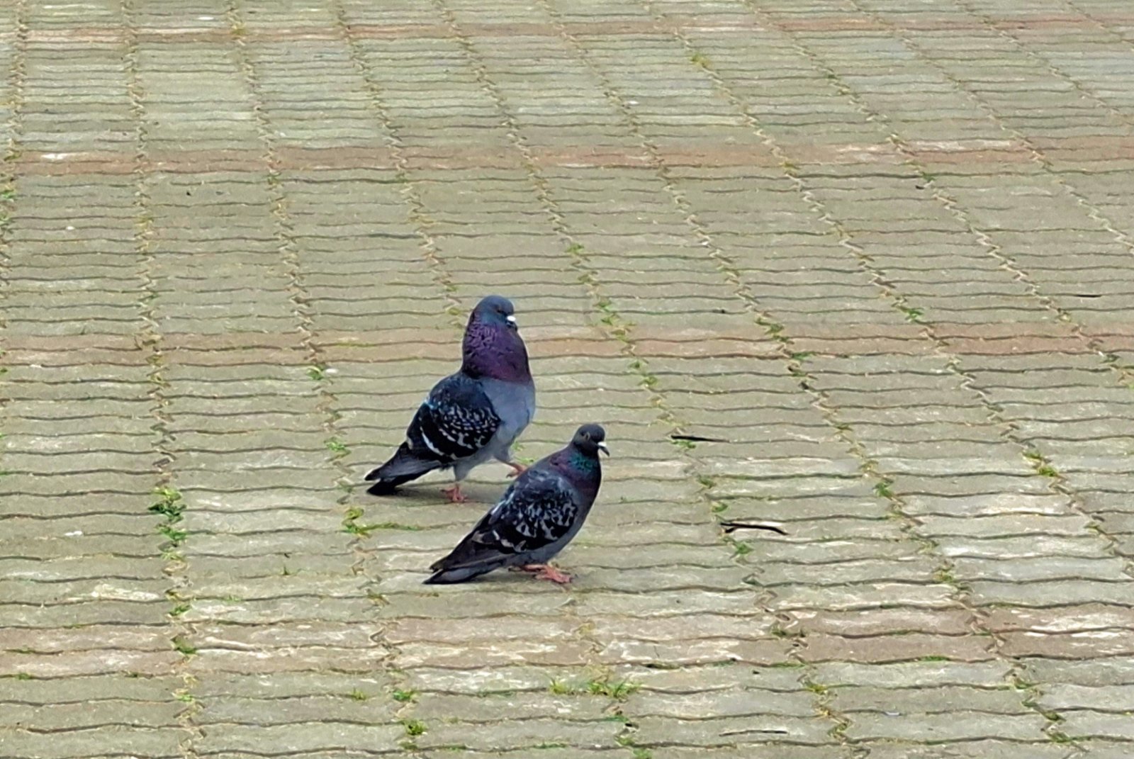 20250425_130041.jpg